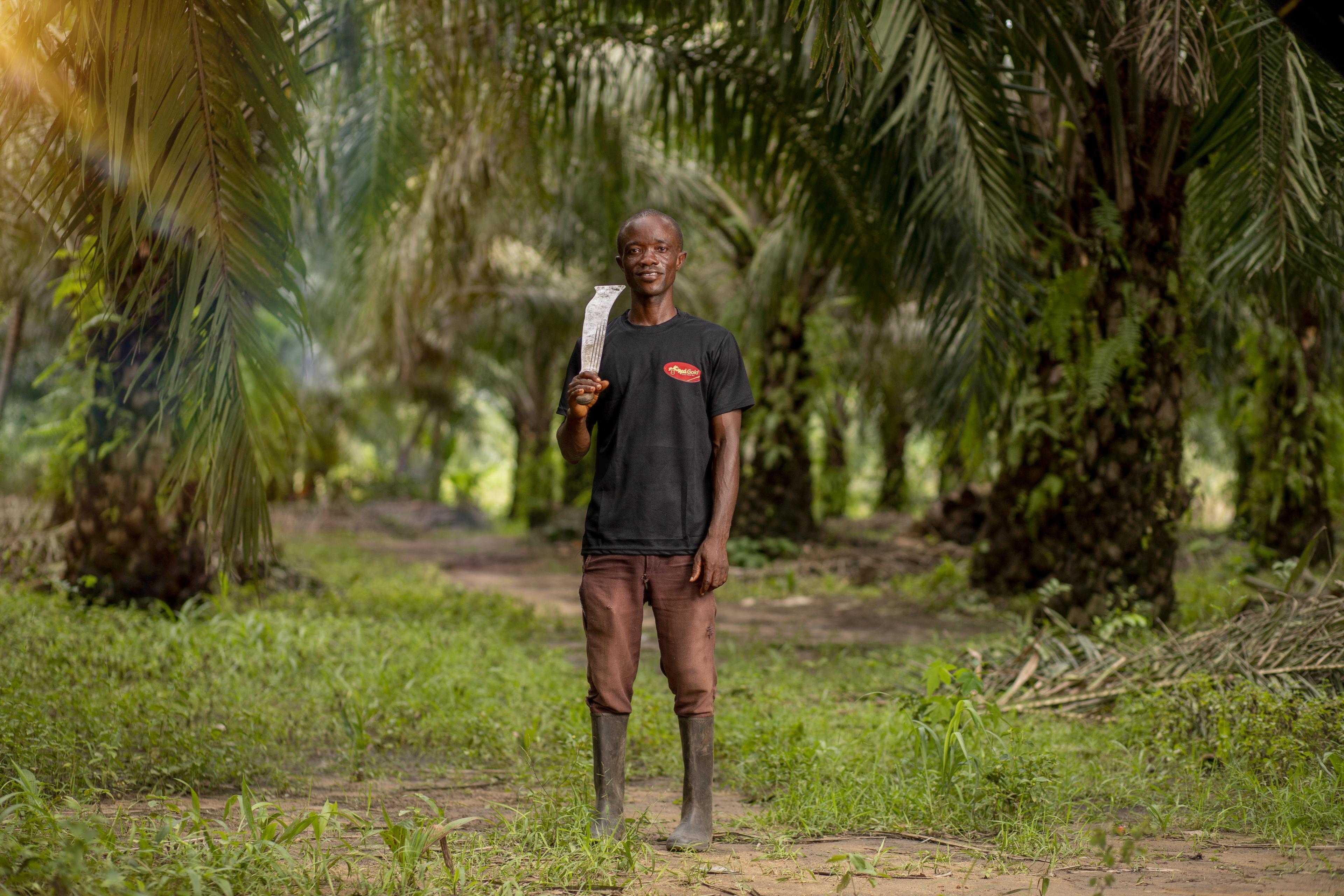 Palm Harvesting