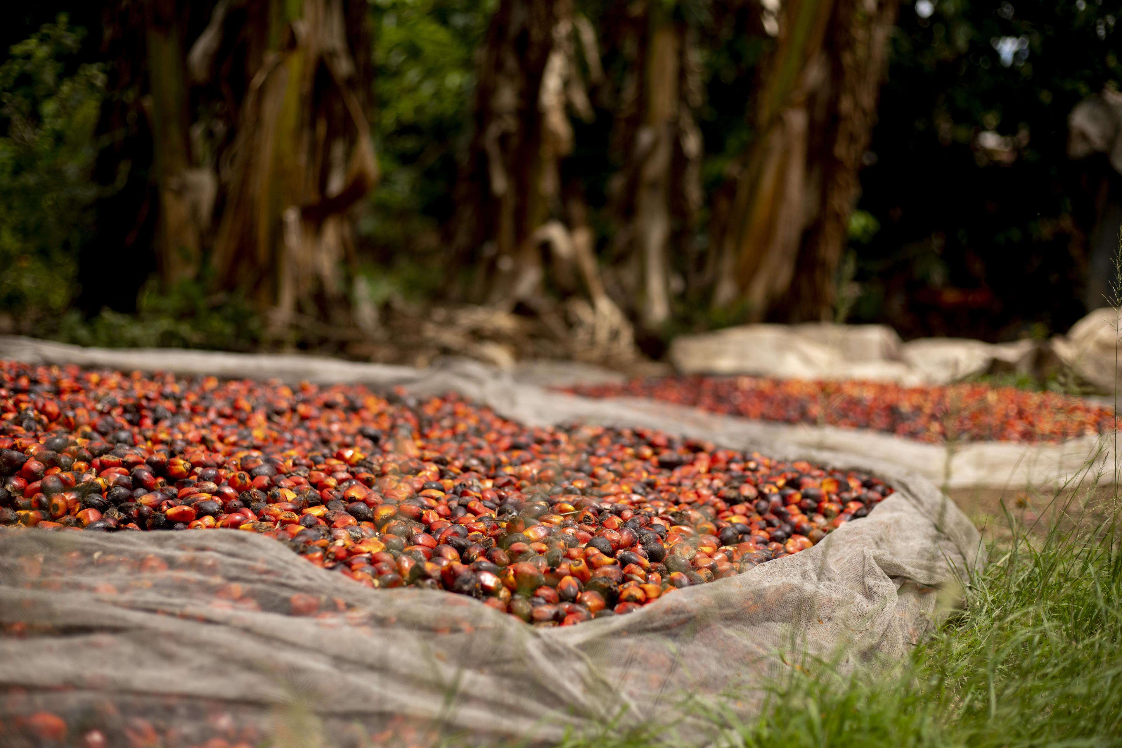 Redgold Palm Oil